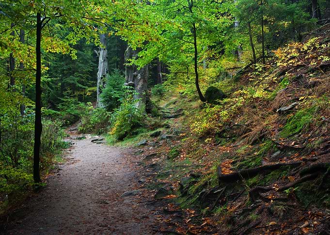 Path in the Forest