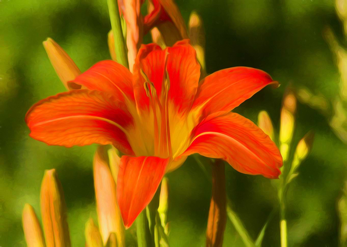 Lily in the meadow