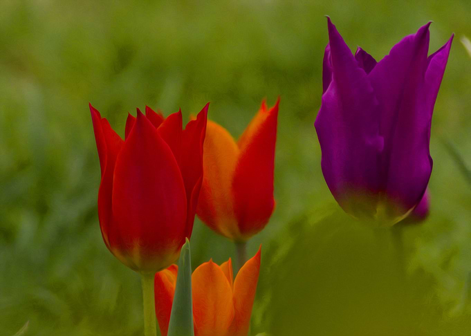 Tulips in the garden
