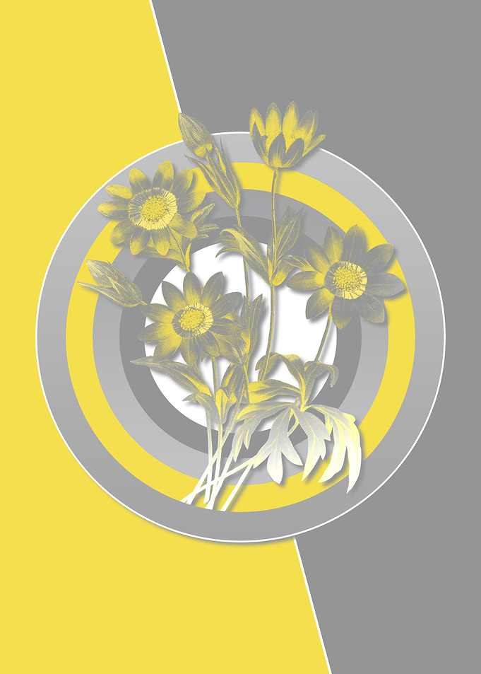 Anemone Flower Yellow Gray