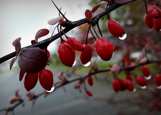 Rain on twig
