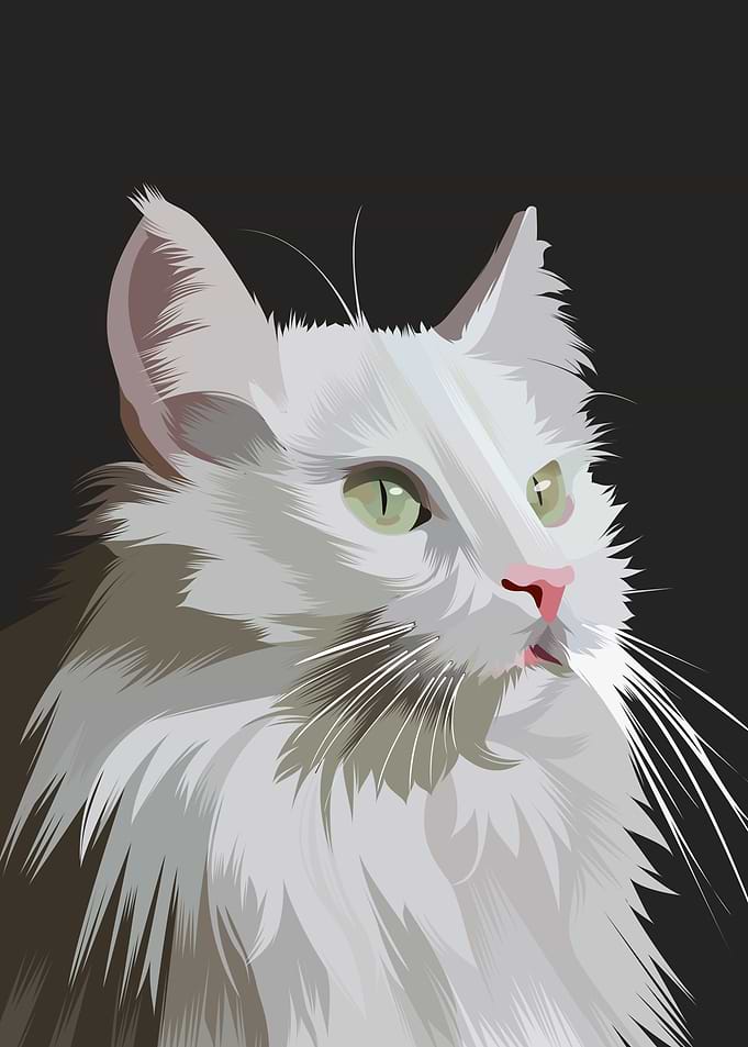 Angora cat