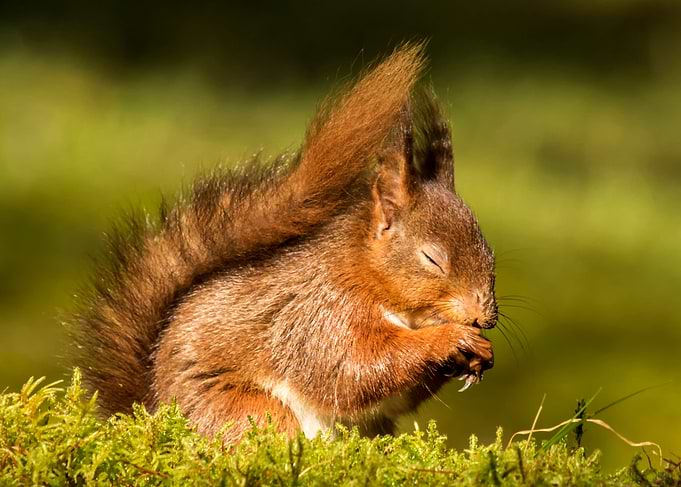 Red squirrel