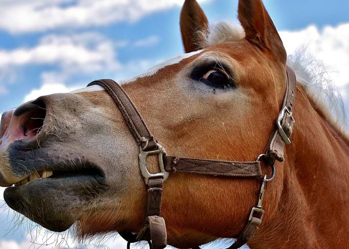 Funny Horse Face