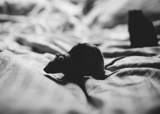 black badroom animal