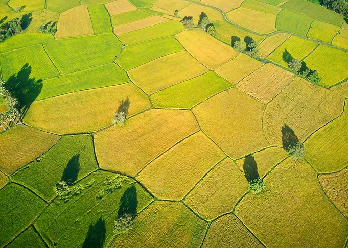 Golden ripen rice fields