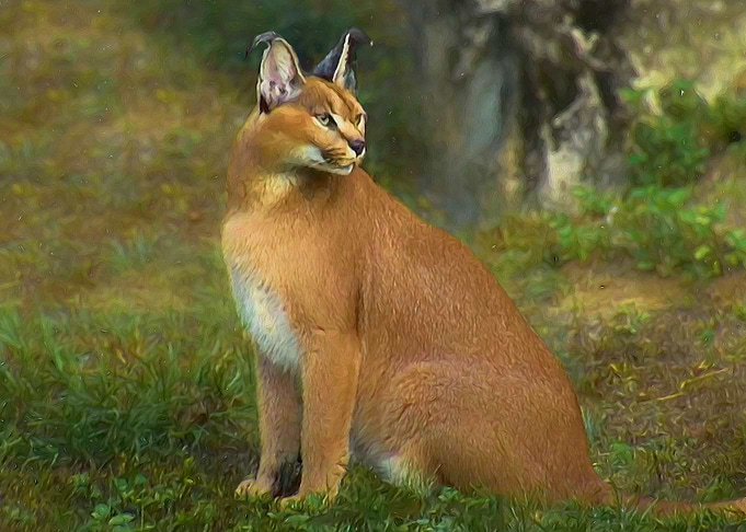 Caracal