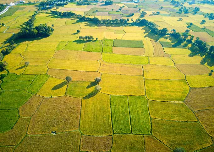 Ripen rice fields