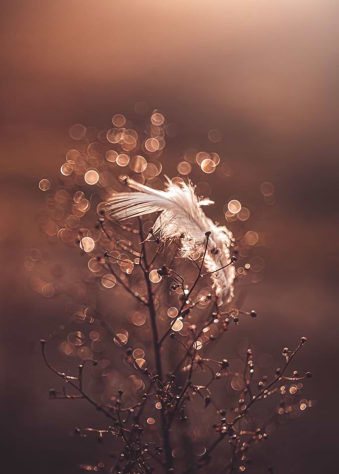 Nature composition