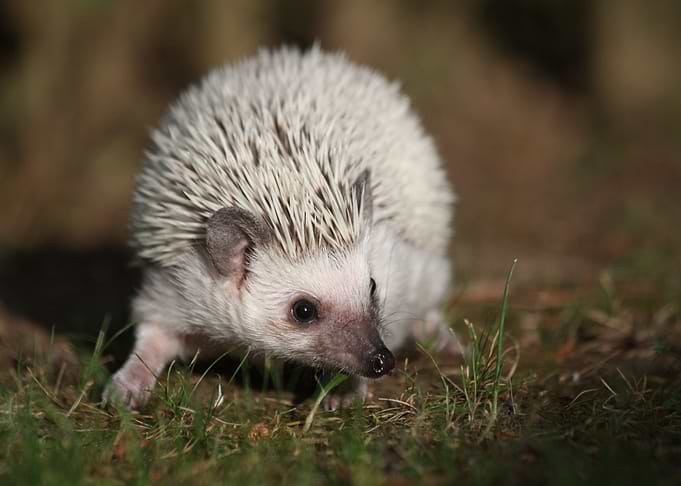 thorn white animal