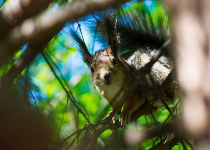 tree run squirrel green