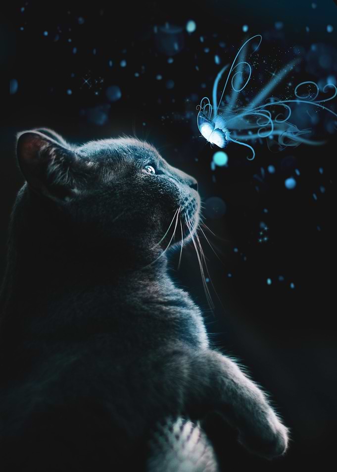 Cat Fantasy