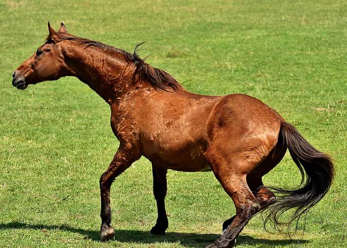 Staggering Horse