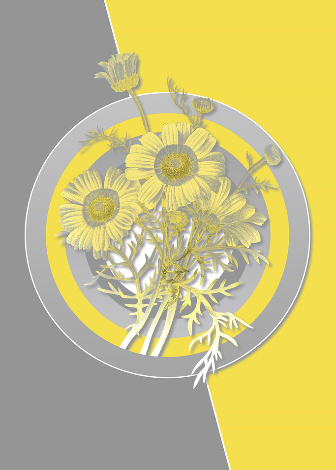 Gray Yellow Chrysanthemum