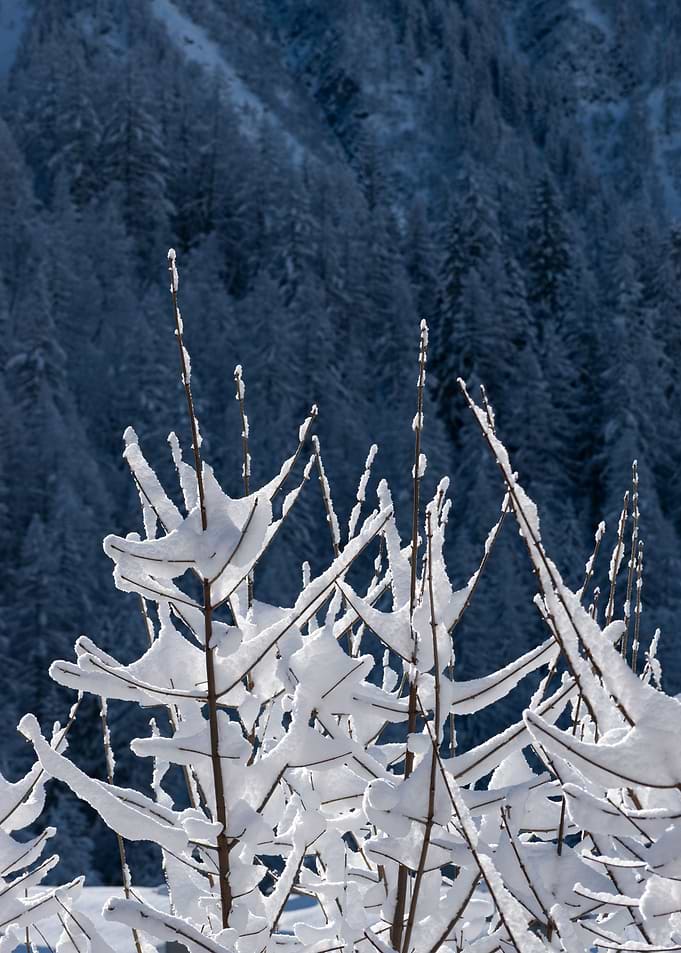 Snowy trees