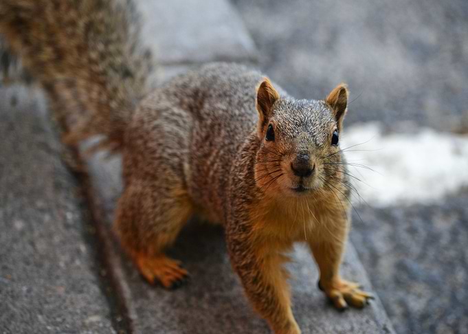 eye look squirrel orange