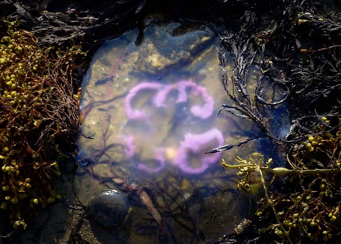 jellyfish
