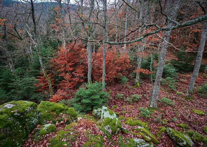 Winter forest