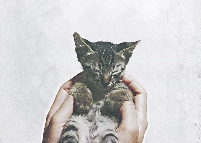 cute cat poster