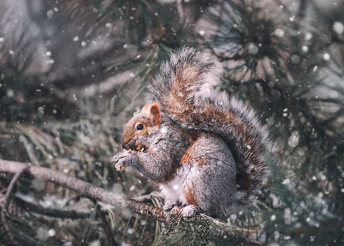 Squirrel