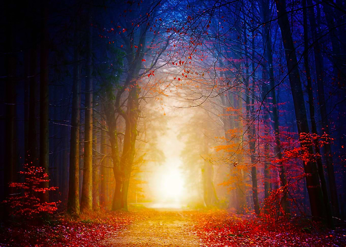 Fairytale Forest