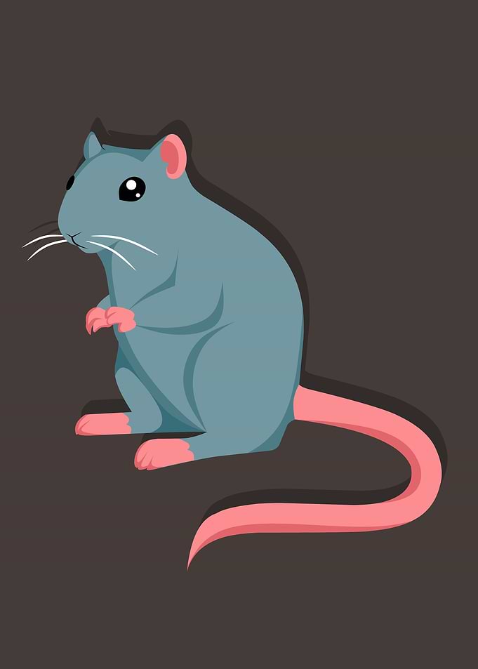 Beautiful blue rat