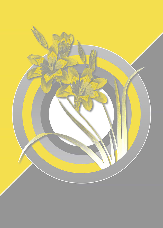 Yellow and Gray Harlequin