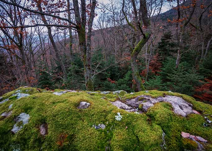 Winter forest
