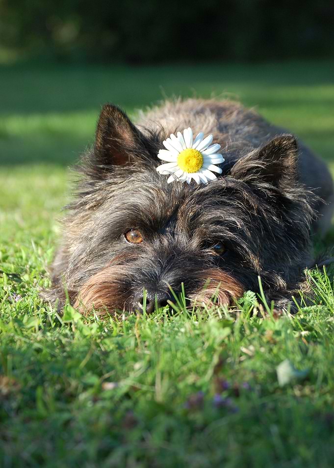 sit animal black flower