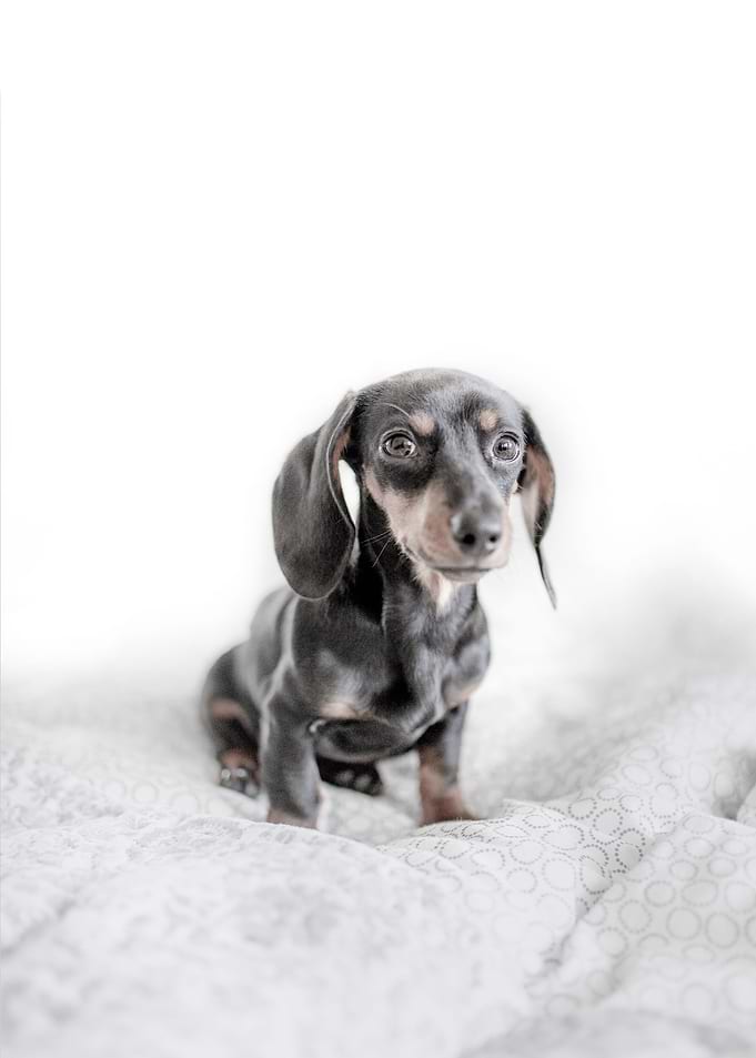 Cute Dog Wallpaper