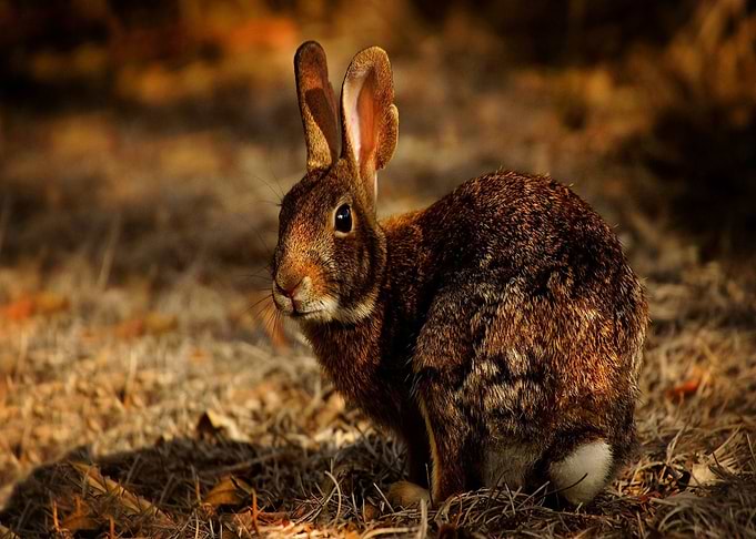 sunset orange rabbit