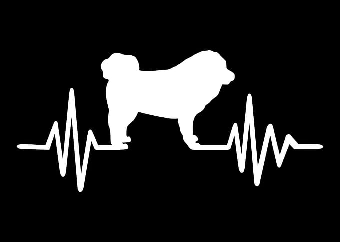 Tibetan Mastiff
