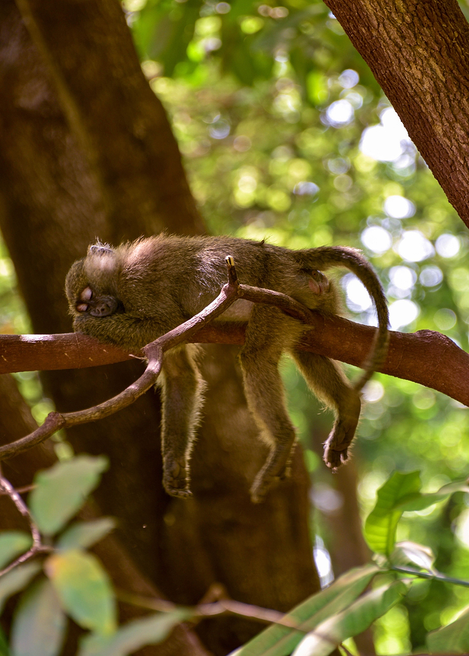 sleep tree monkey brown
