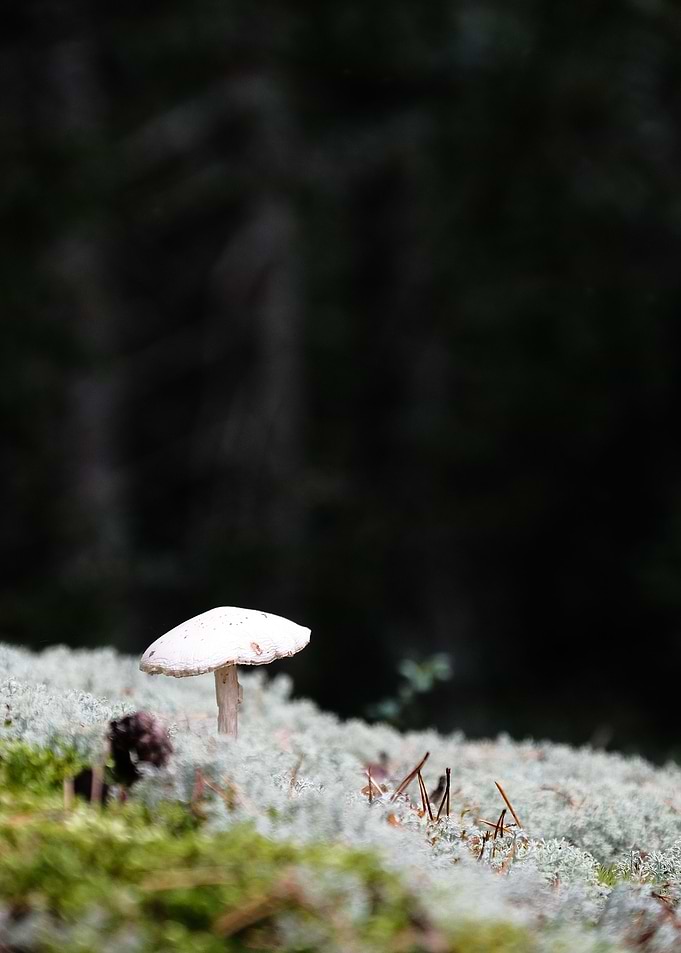 moody mushroom