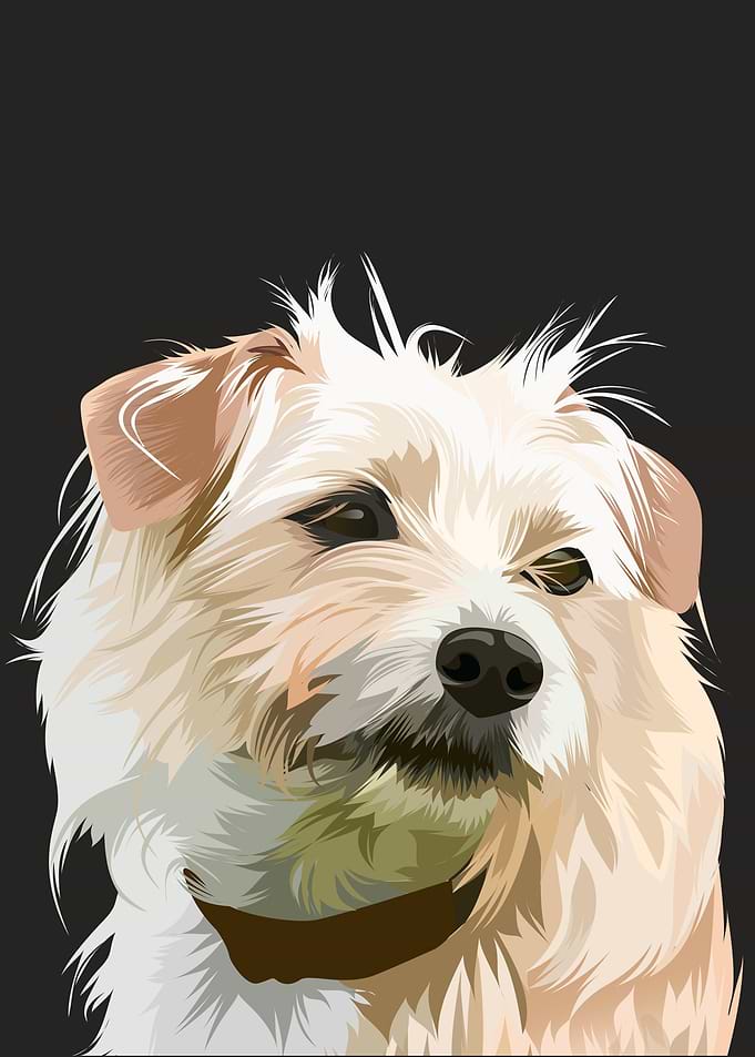 Dog pomerania