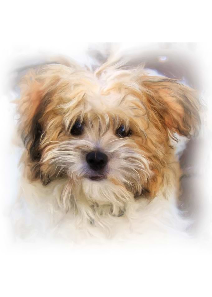 Dog Painting