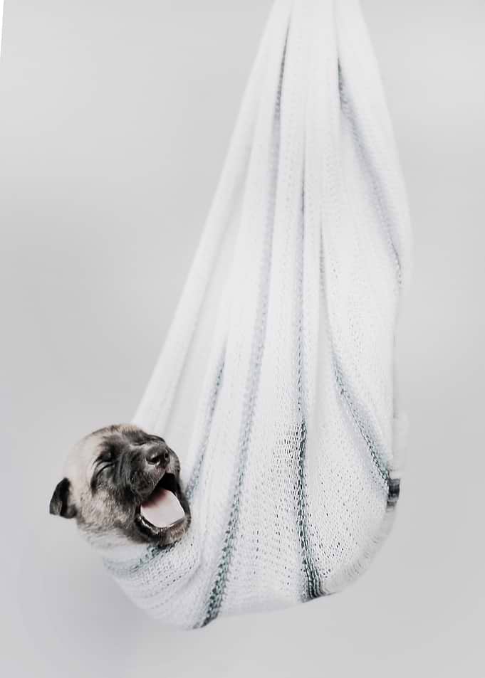 Cute Dog Puppy in hammock