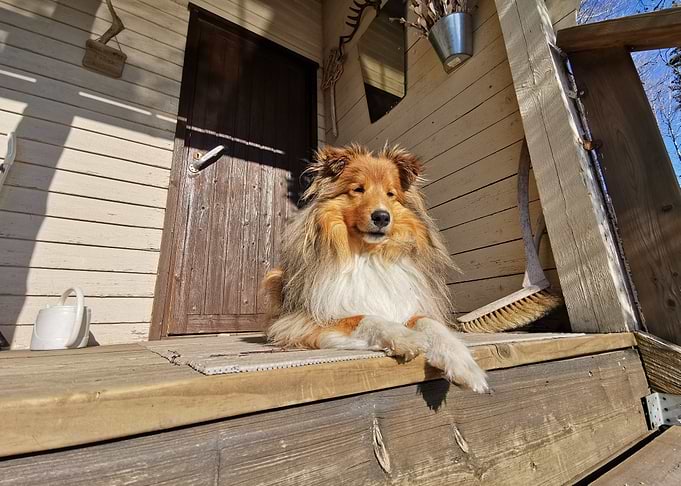 lynx orange sit dog