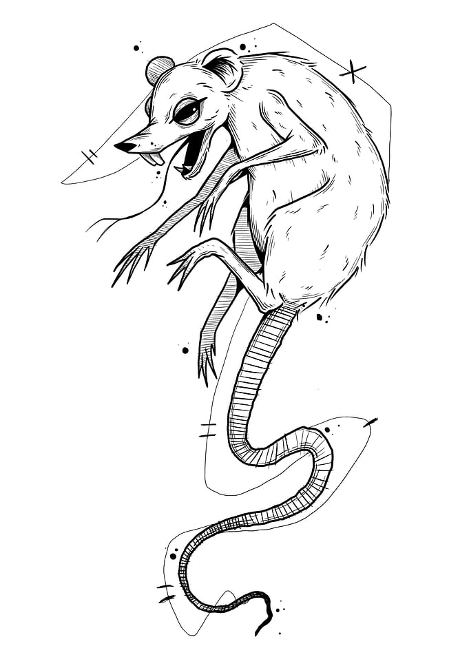 Rat