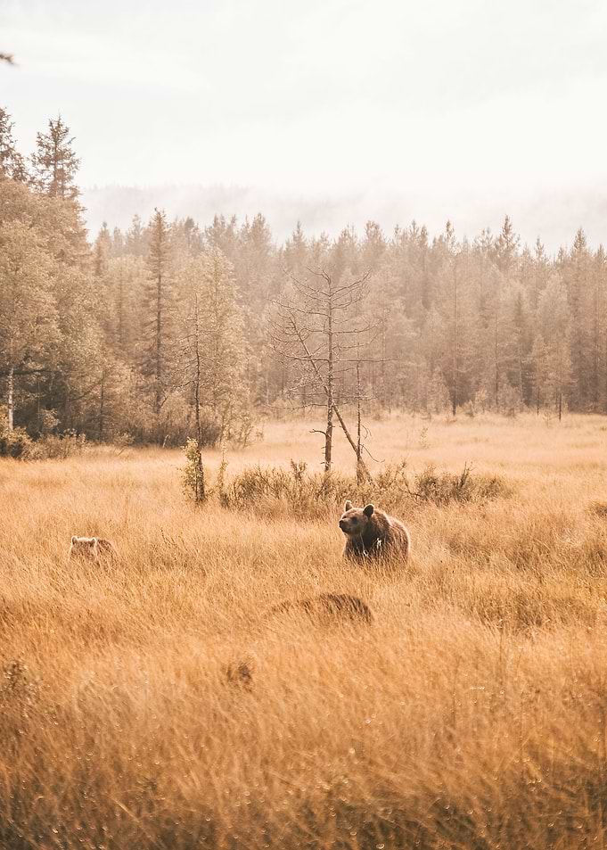 wild brownbears 1