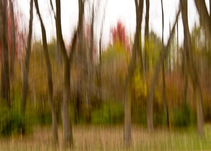 Abstract wooded landscape