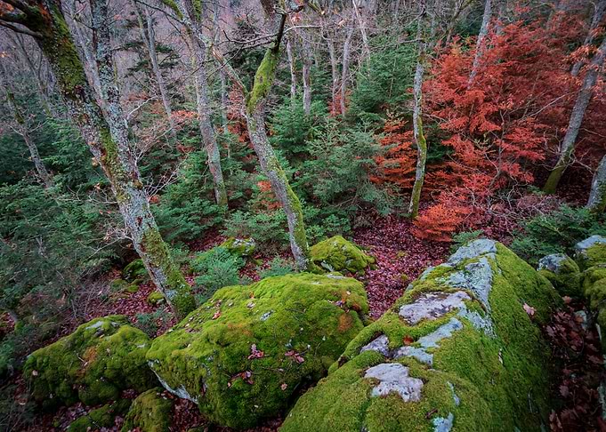 Winter forest