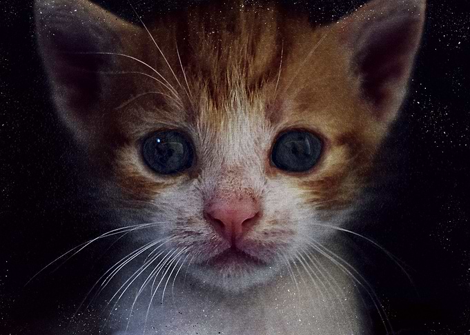 cute cat poster