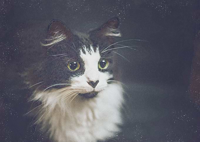 cute cat poster
