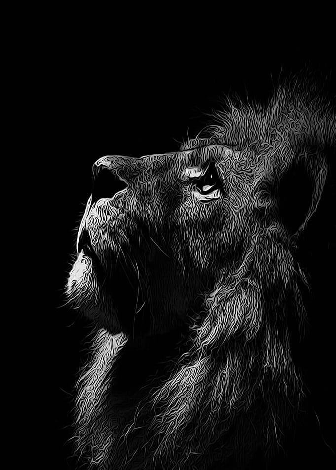 animals Lion