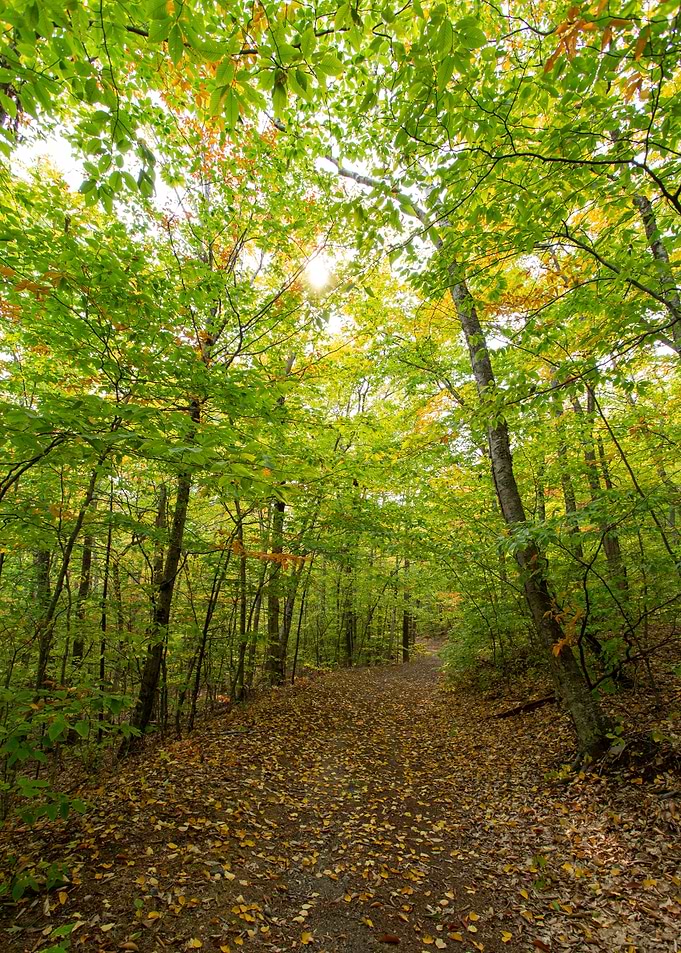 forest path