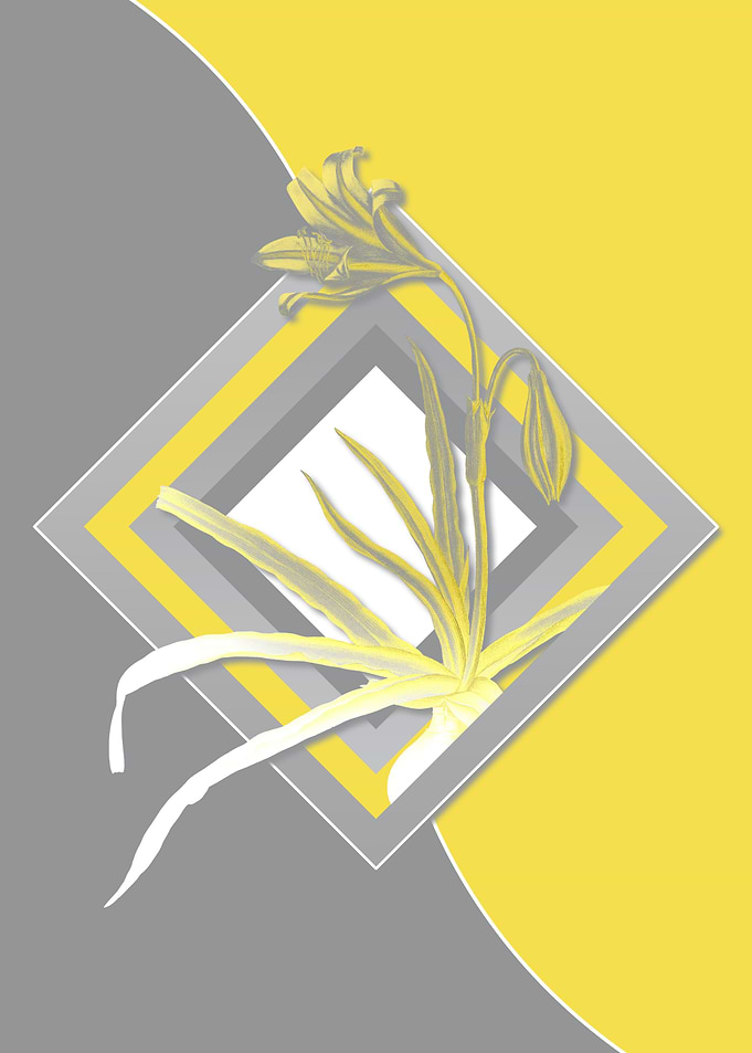 Yellow and Gray Amaryllis