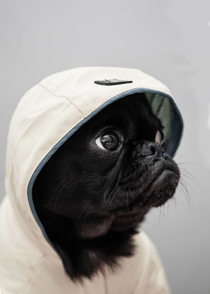 Cute Dog Pug Puppy