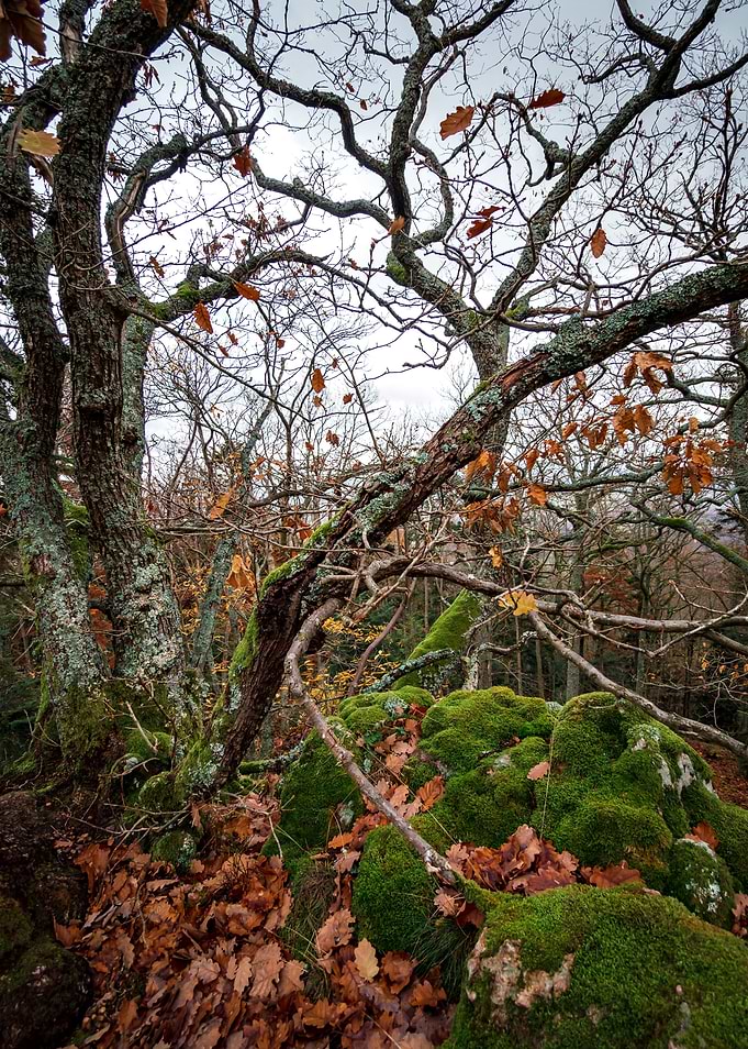 Winter forest