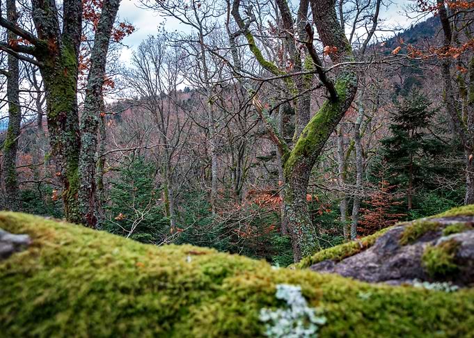 Winter forest